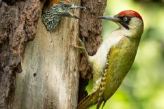 bushy park green woodpecker