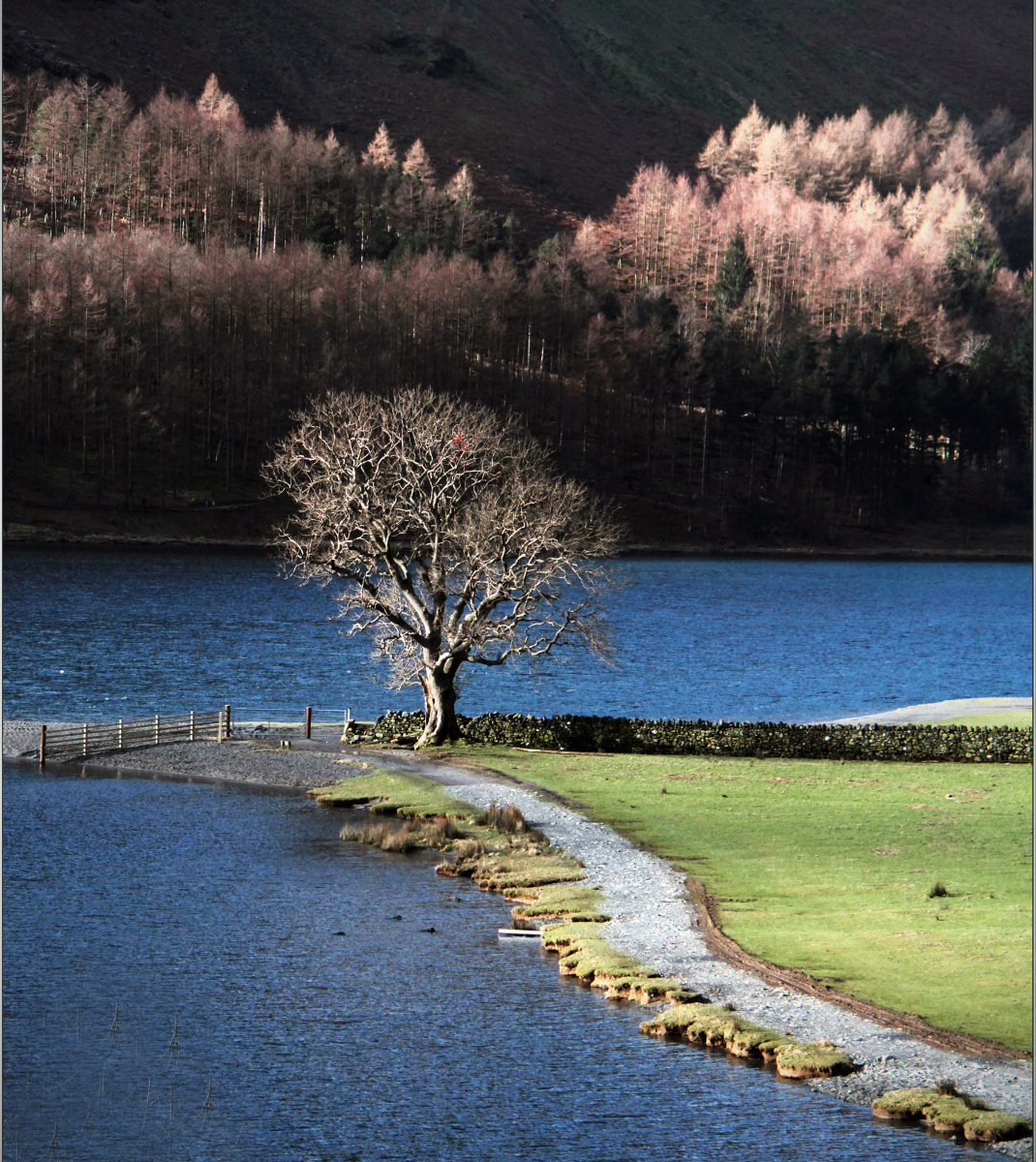 Buttermere-Trees