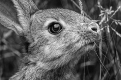 Carmen-Drake-Portrait-of-a-Rabbit