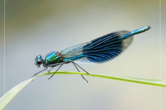 Keith-Every-Banded-Demoiselle