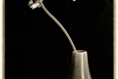 Paul-Waller_Still-Life-With-Pelargonium-and-Vase